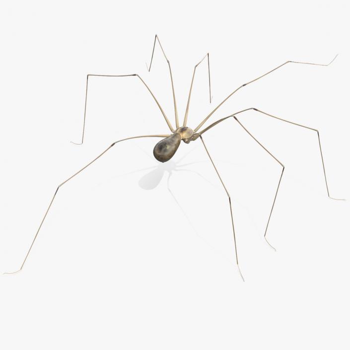 3D Long-legged House Spider Rigged 2 model