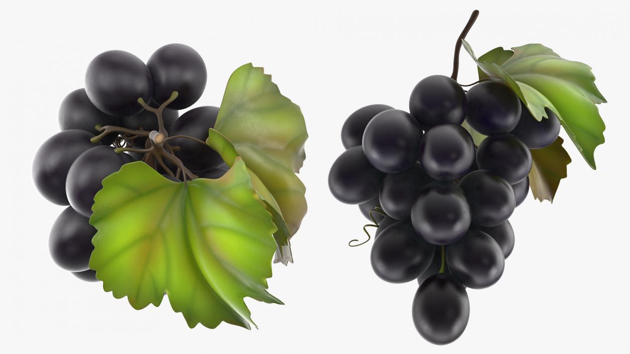 Bunch of Fresh Black Grapes 3D