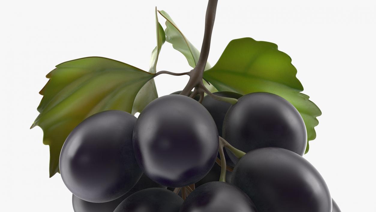 Bunch of Fresh Black Grapes 3D