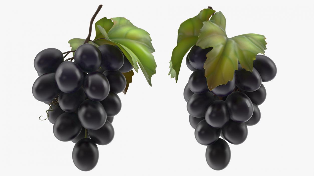 Bunch of Fresh Black Grapes 3D