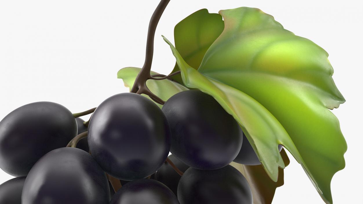 Bunch of Fresh Black Grapes 3D