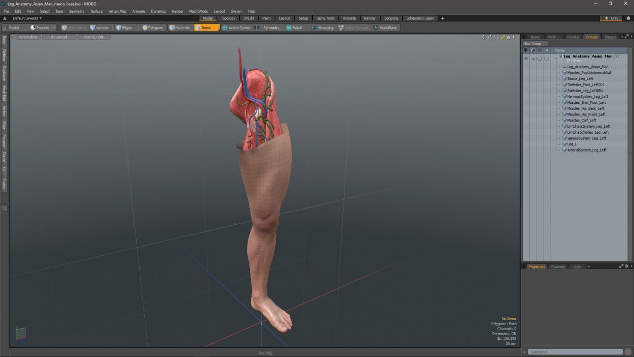 3D Leg Anatomy Asian Man