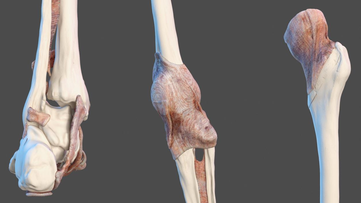 3D Leg Anatomy Asian Man