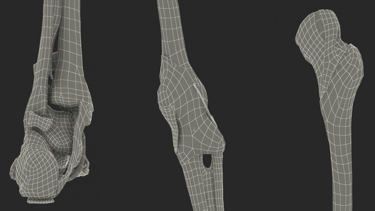 3D Leg Anatomy Asian Man