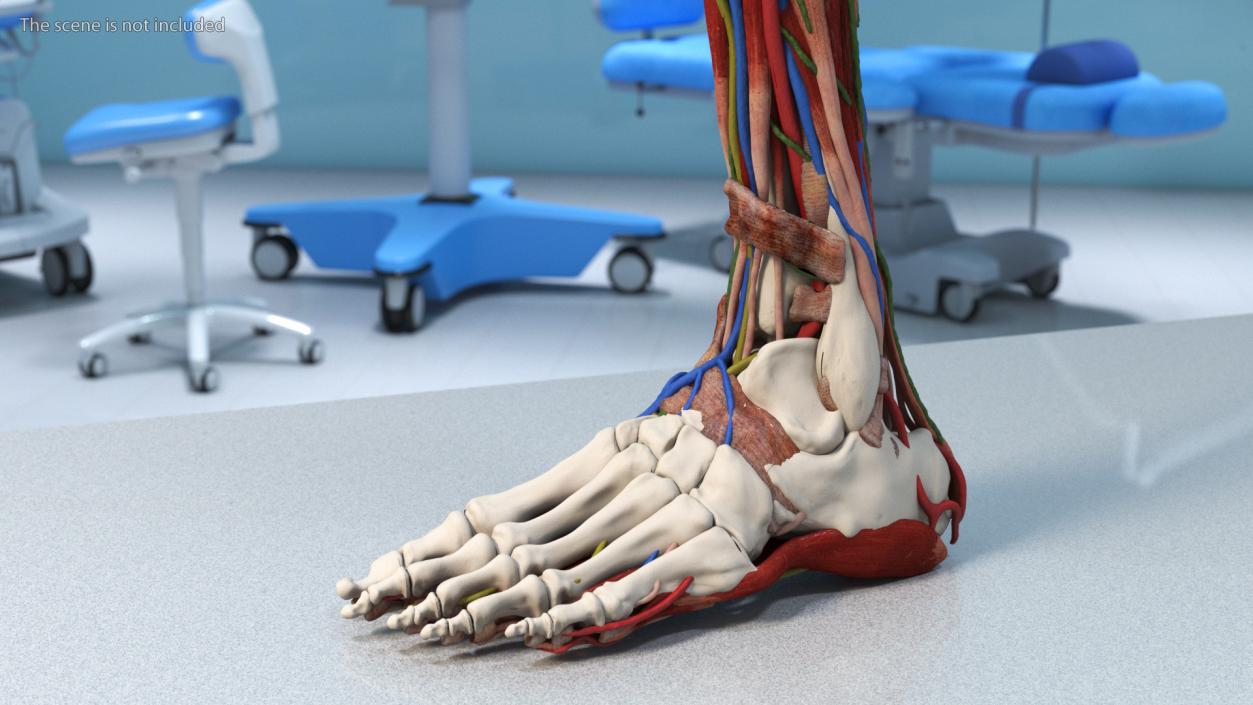 3D Leg Anatomy Asian Man