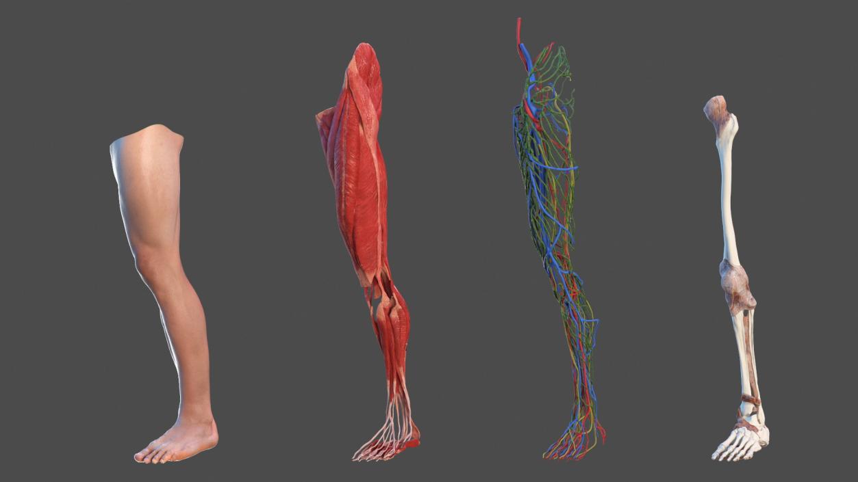 3D Leg Anatomy Asian Man