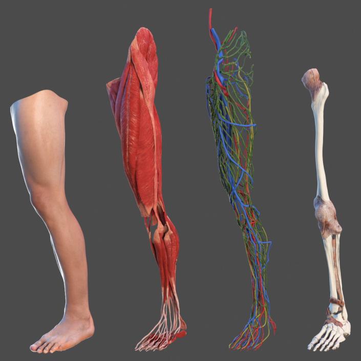 3D Leg Anatomy Asian Man