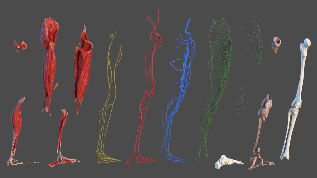 3D Leg Anatomy Asian Man