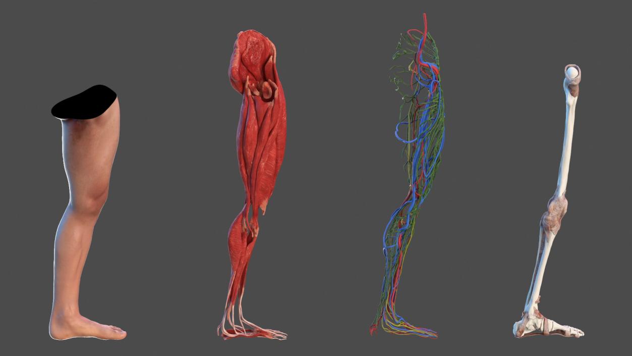 3D Leg Anatomy Asian Man