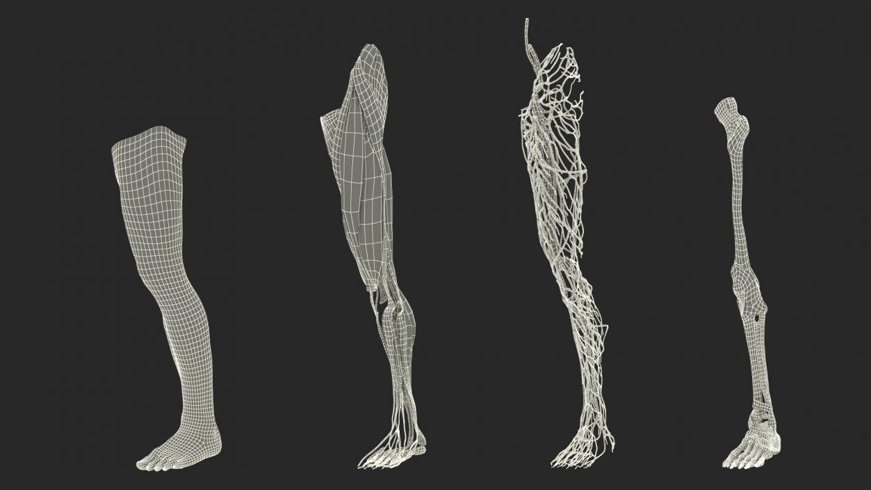 3D Leg Anatomy Asian Man