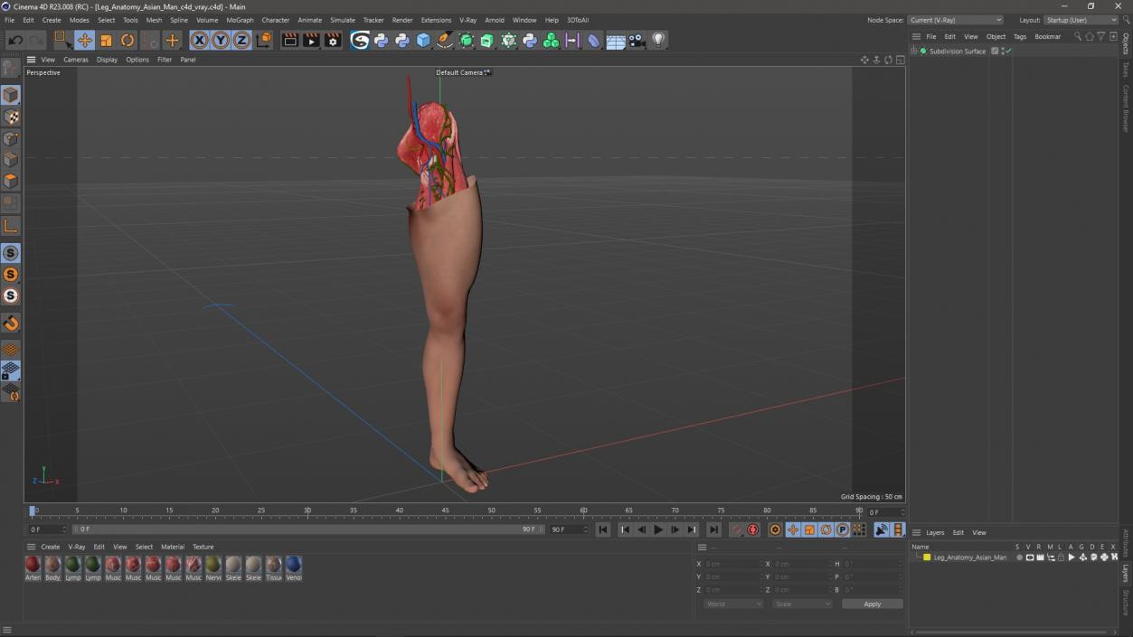 3D Leg Anatomy Asian Man