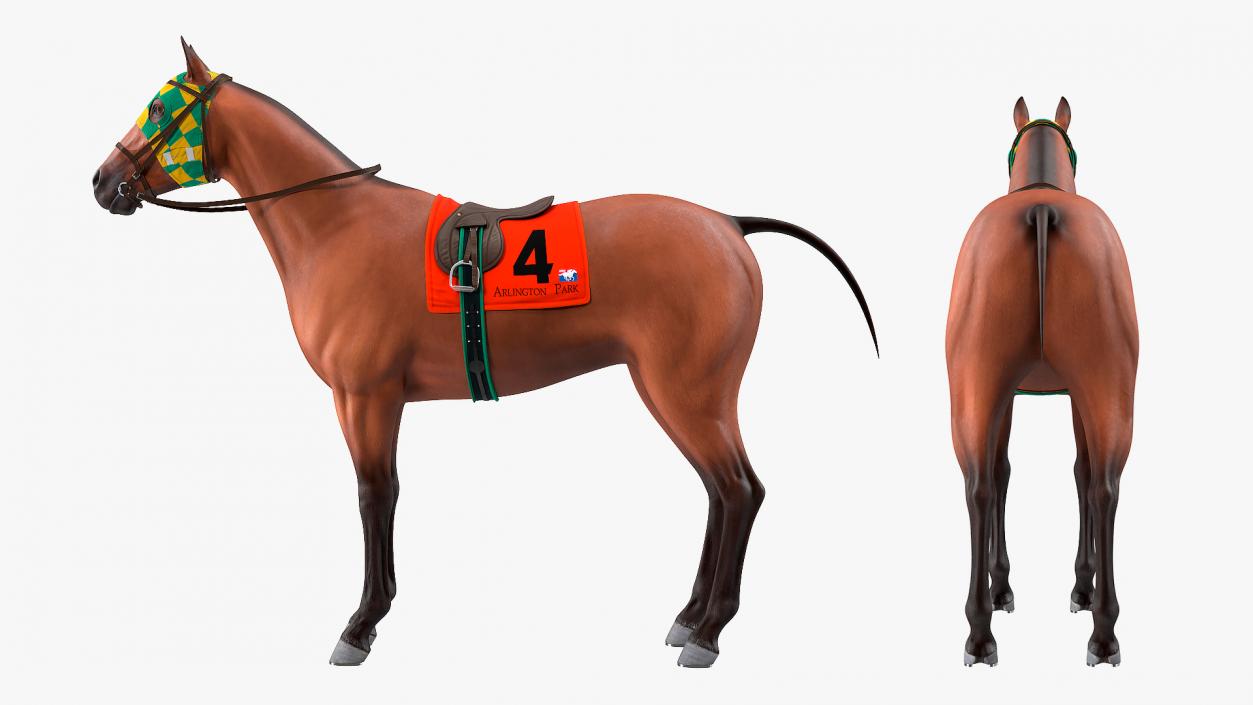 3D model Bay Racehorse Rigged