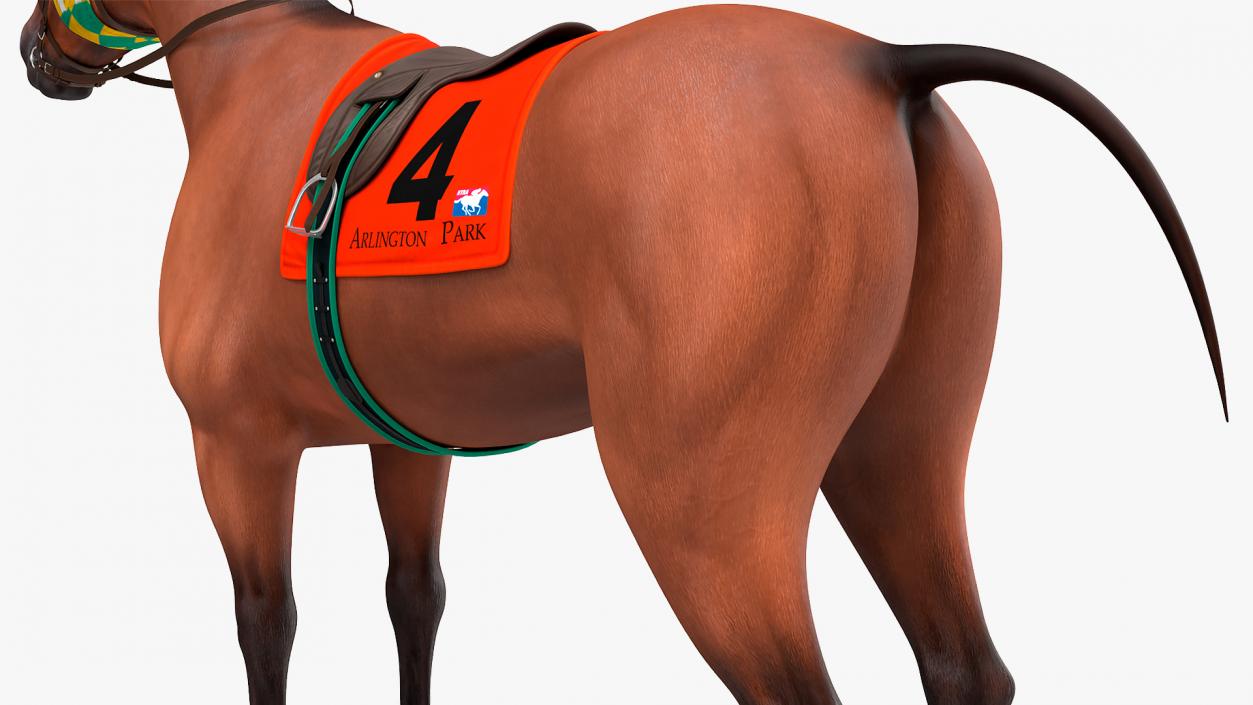 3D model Bay Racehorse Rigged