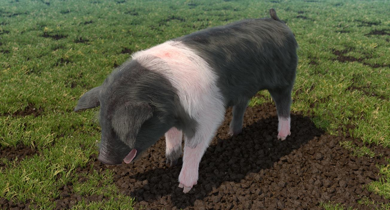 3D Hampshire Pig Piglet with Fur Standing Pose model