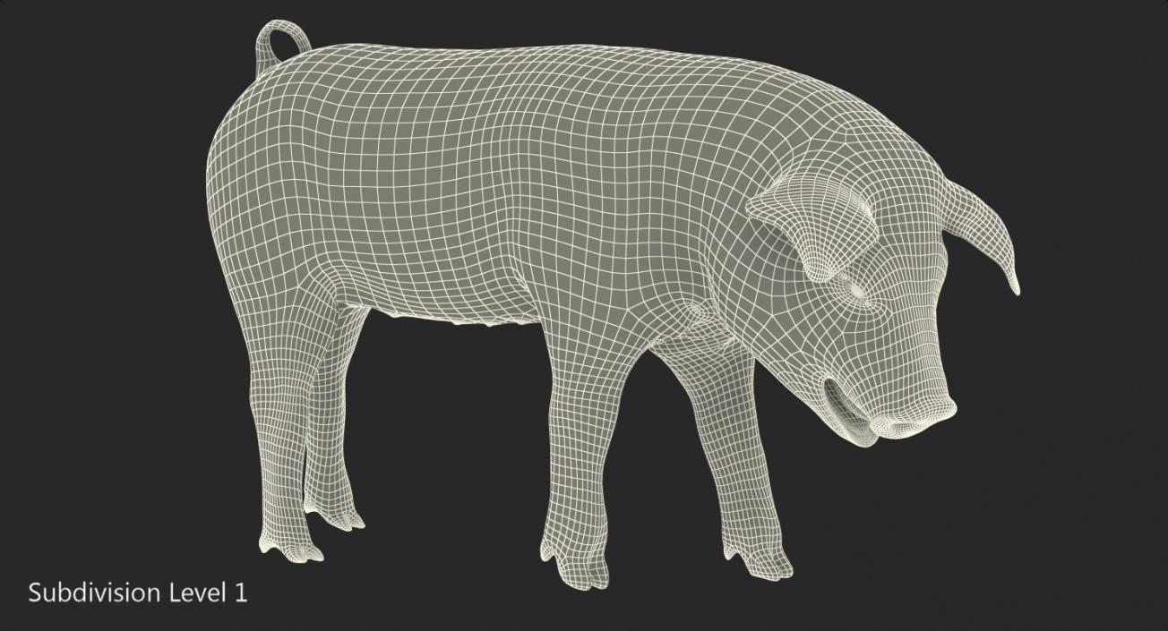 3D Hampshire Pig Piglet with Fur Standing Pose model