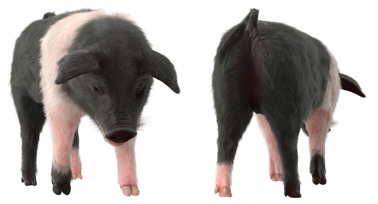 3D Hampshire Pig Piglet with Fur Standing Pose model