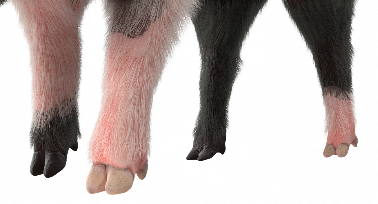 3D Hampshire Pig Piglet with Fur Standing Pose model