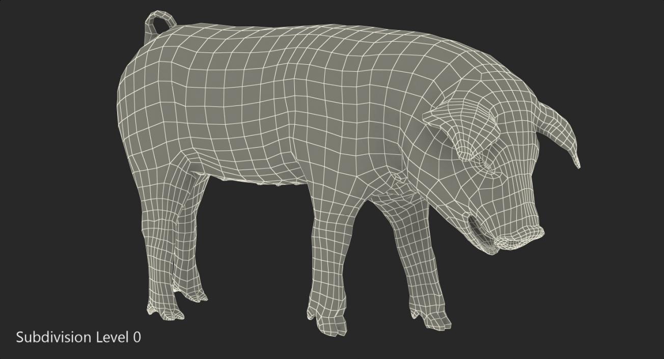 3D Hampshire Pig Piglet with Fur Standing Pose model