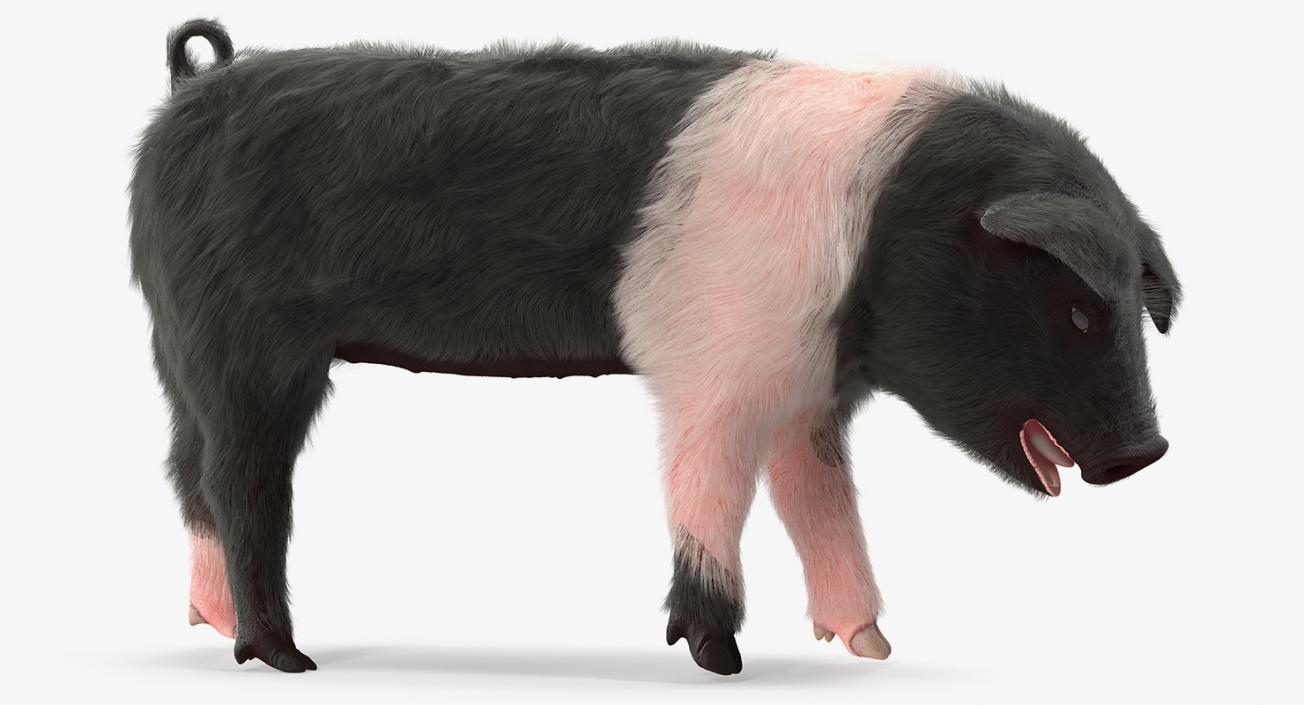 3D Hampshire Pig Piglet with Fur Standing Pose model