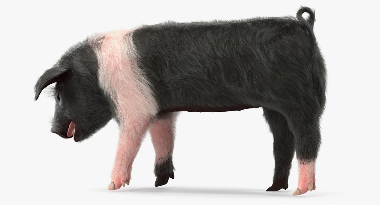 3D Hampshire Pig Piglet with Fur Standing Pose model