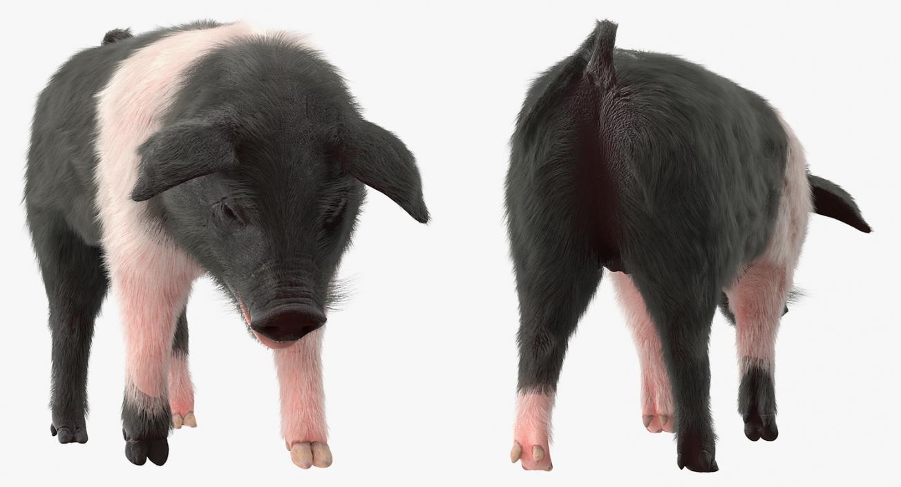 3D Hampshire Pig Piglet with Fur Standing Pose model