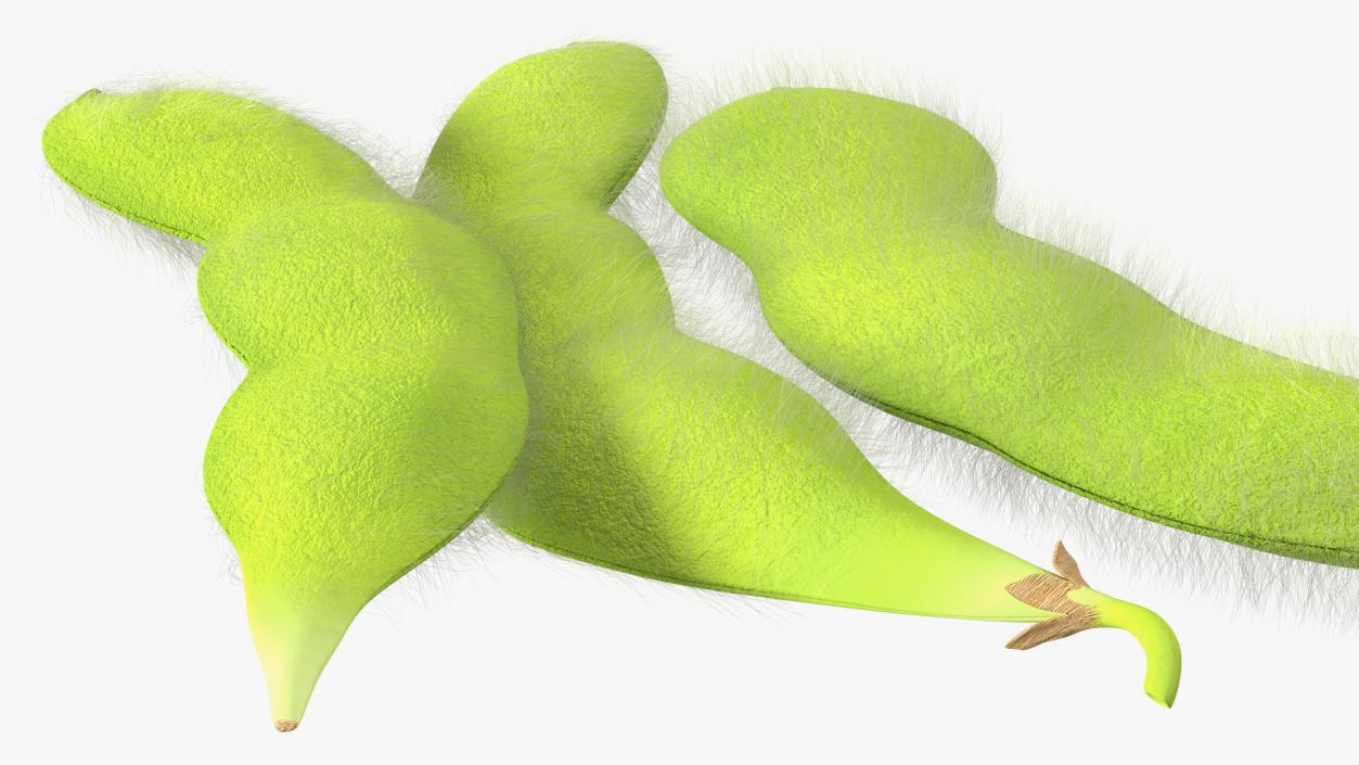 3D Edamame Green Soybeans Fur