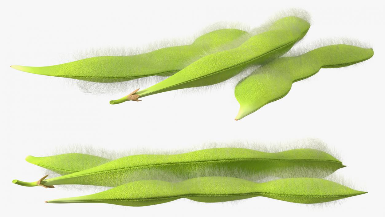 3D Edamame Green Soybeans Fur