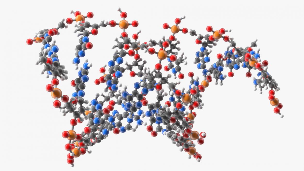 3D model DNA Structures Collection