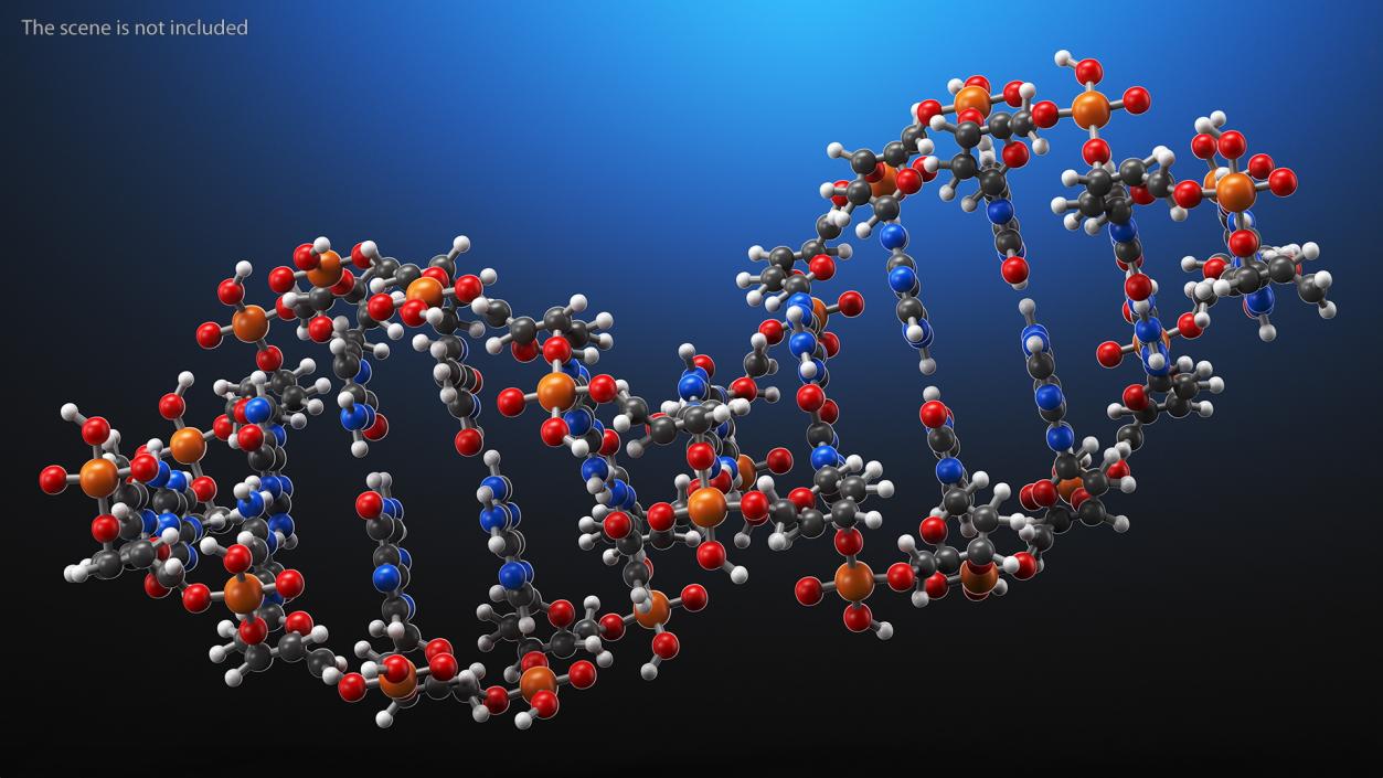 3D model DNA Structures Collection