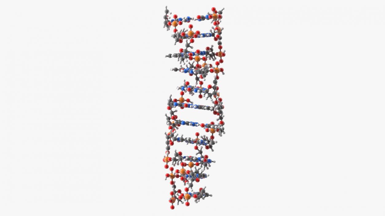 3D model DNA Structures Collection