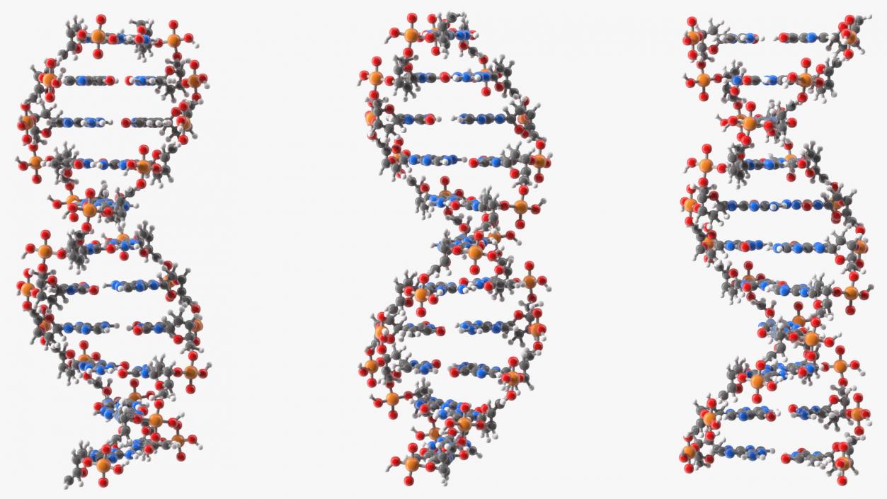 3D model DNA Structures Collection