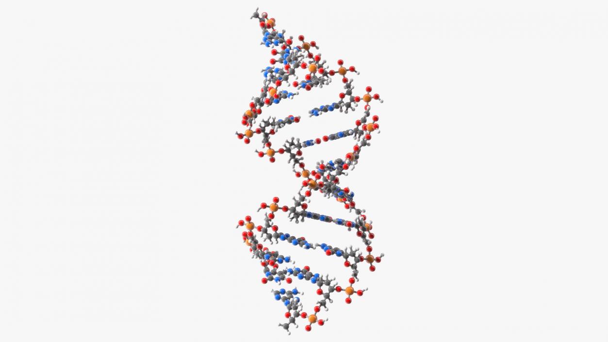 3D model DNA Structures Collection