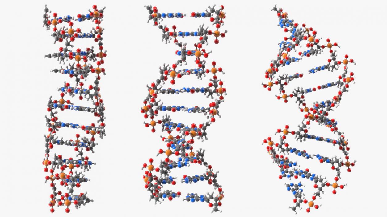 3D model DNA Structures Collection