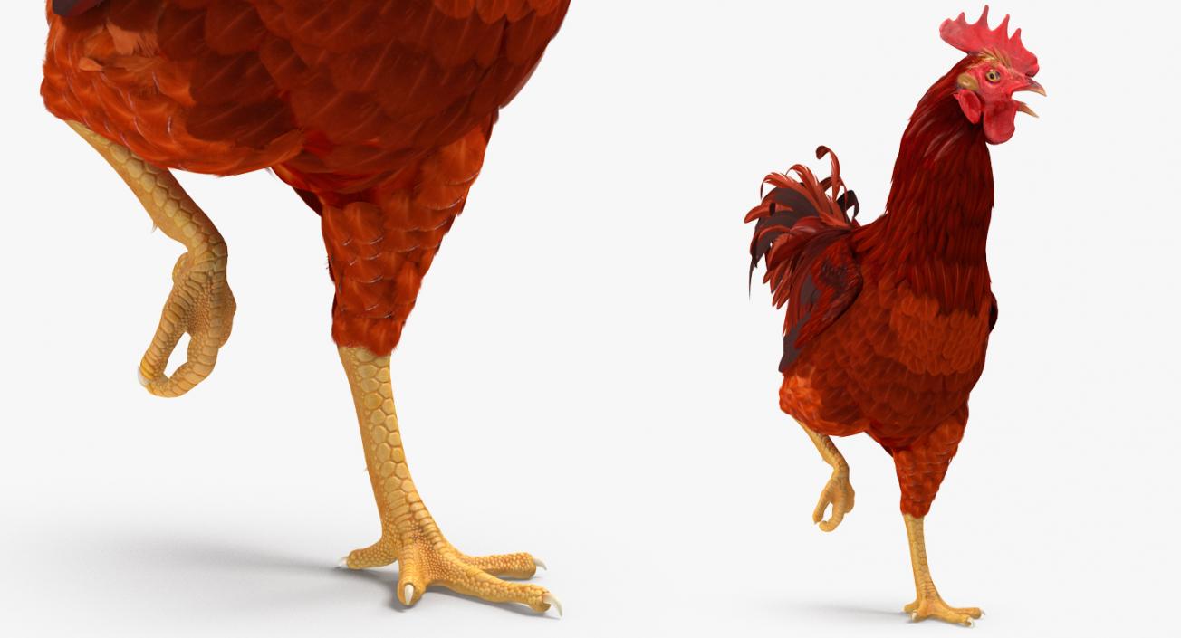 Brown Hen Standing on one Leg 3D model