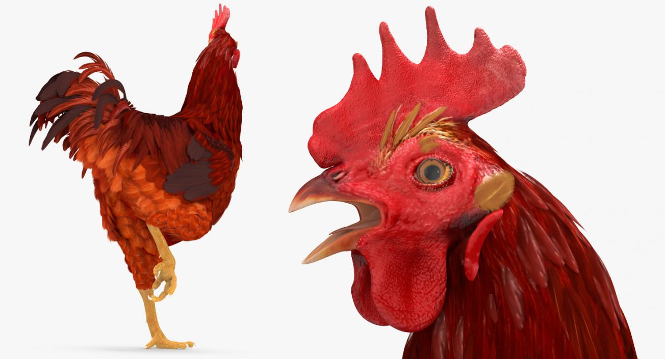 Brown Hen Standing on one Leg 3D model