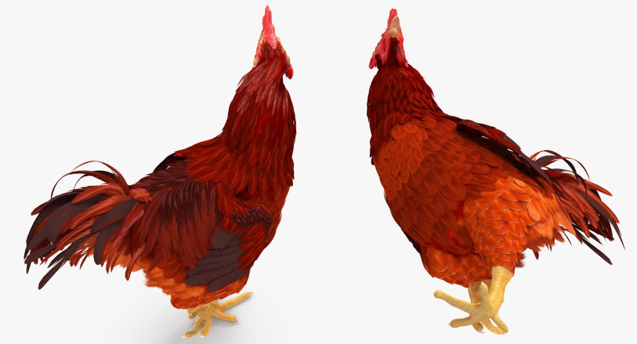 Brown Hen Standing on one Leg 3D model