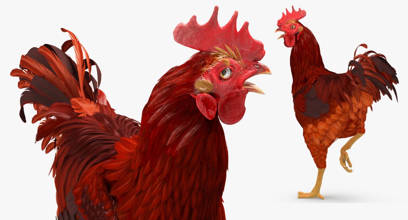 Brown Hen Standing on one Leg 3D model