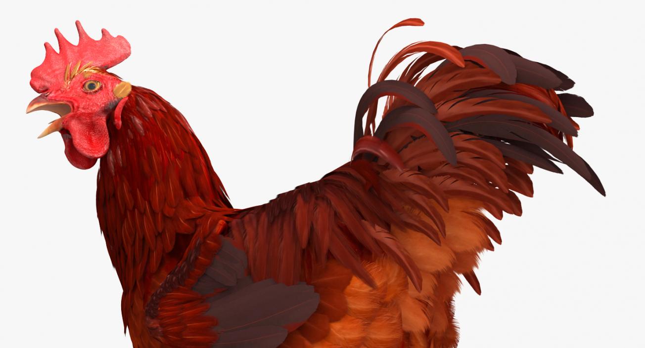 Brown Hen Standing on one Leg 3D model