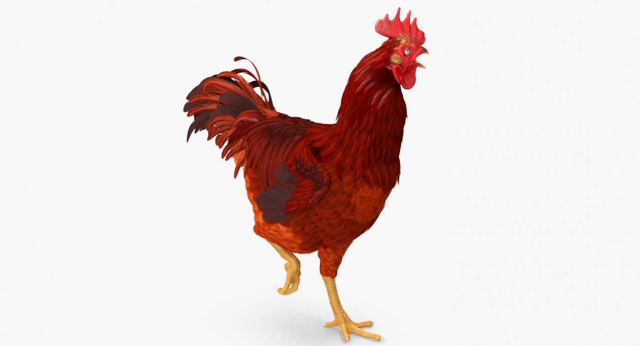 Brown Hen Standing on one Leg 3D model