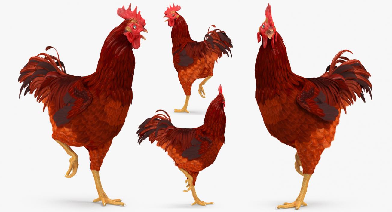 Brown Hen Standing on one Leg 3D model