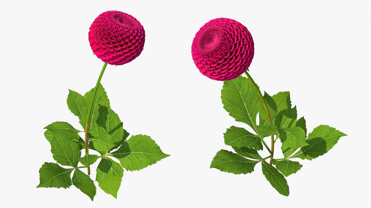 3D model Dahlia Franz Kafka Pompon