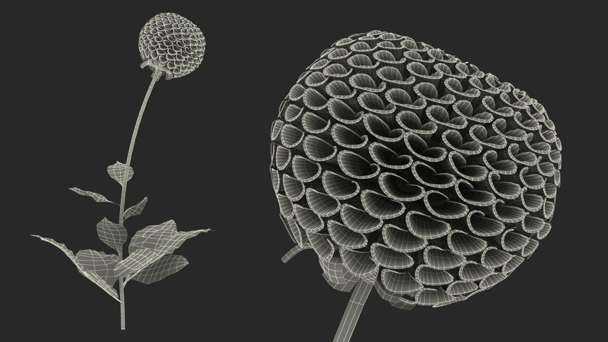 3D model Dahlia Franz Kafka Pompon