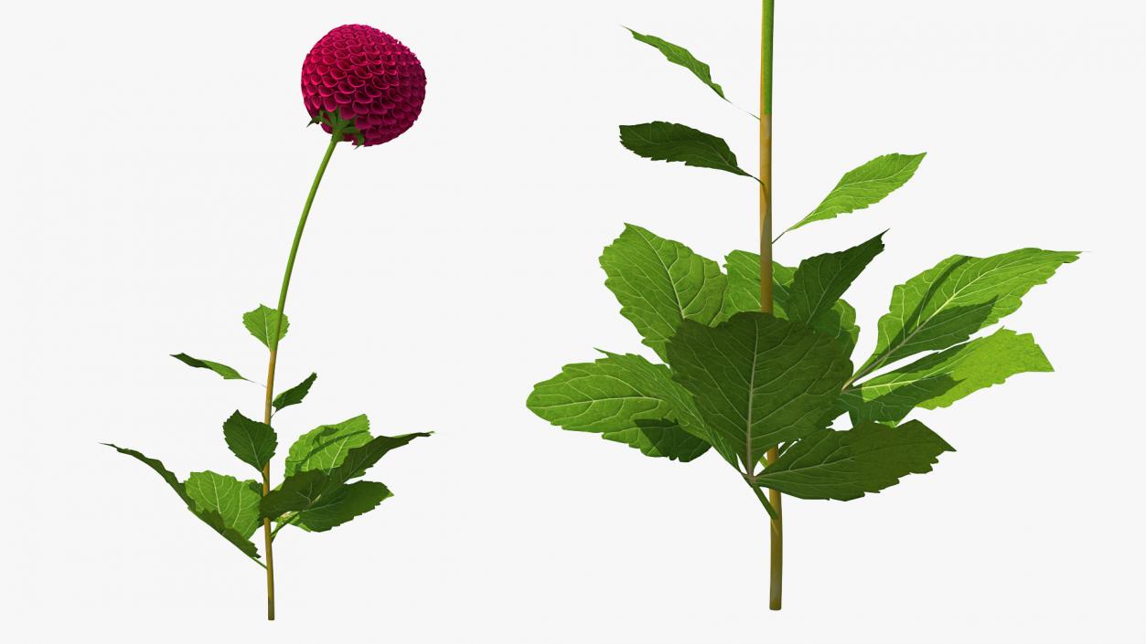 3D model Dahlia Franz Kafka Pompon