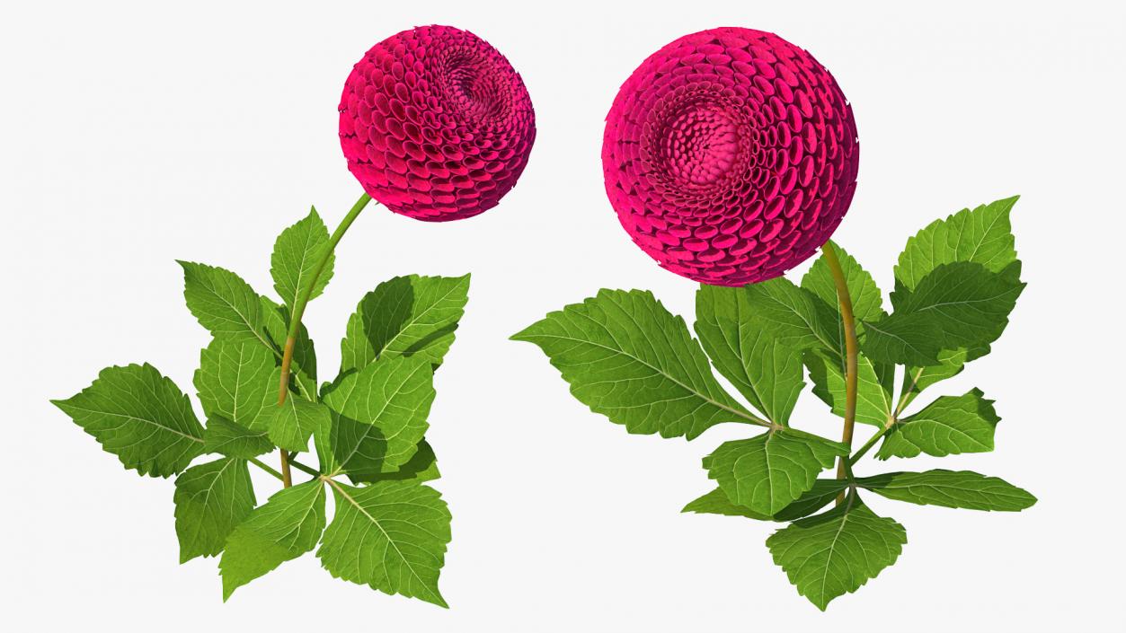 3D model Dahlia Franz Kafka Pompon