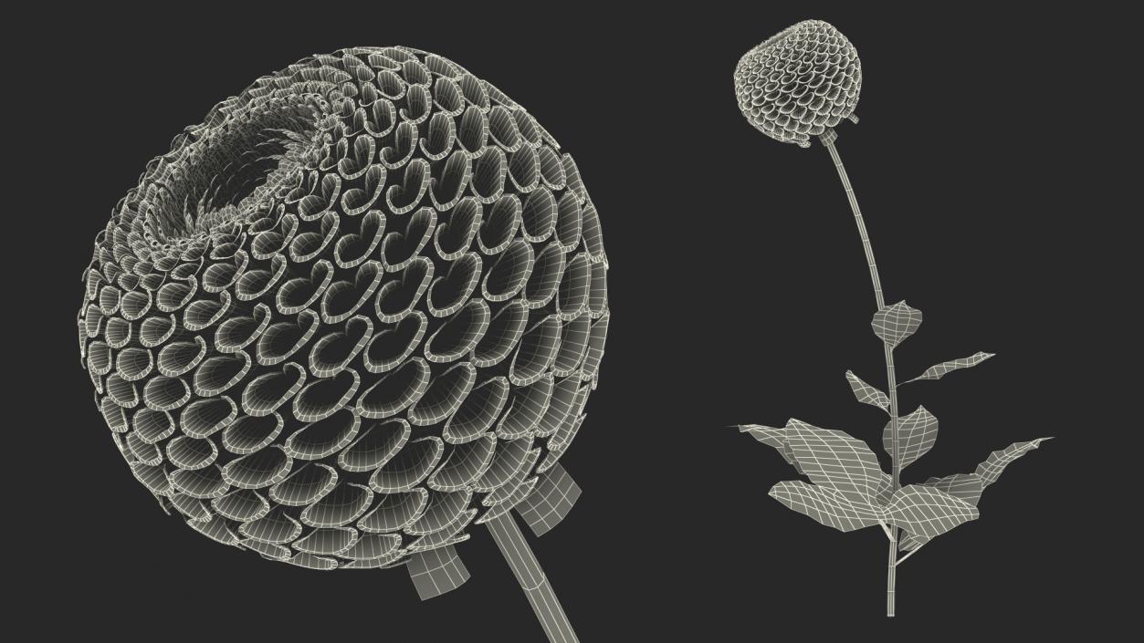 3D model Dahlia Franz Kafka Pompon