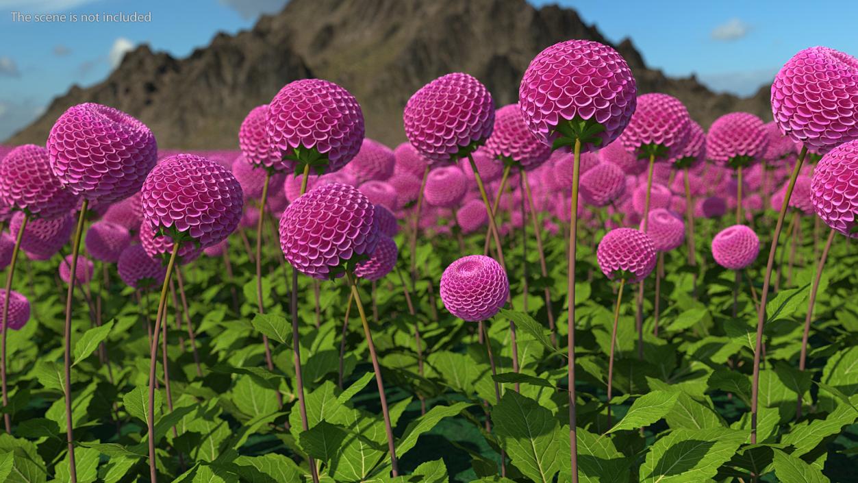 3D model Dahlia Franz Kafka Pompon