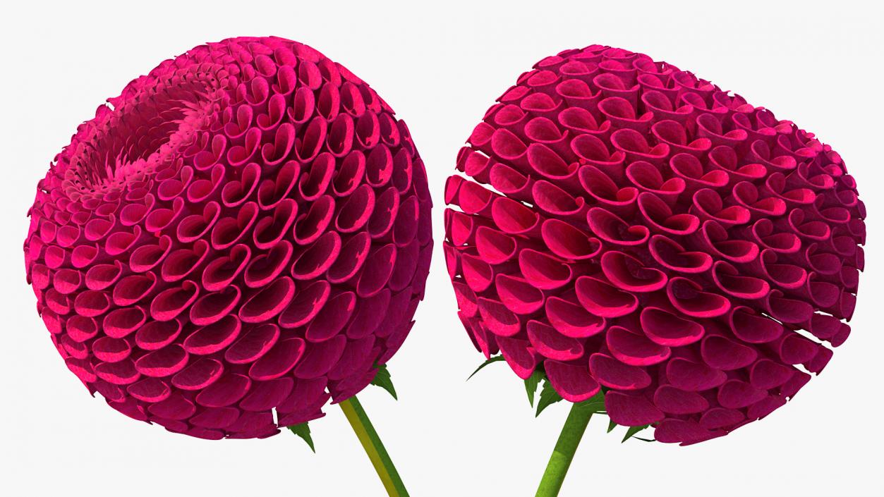 3D model Dahlia Franz Kafka Pompon