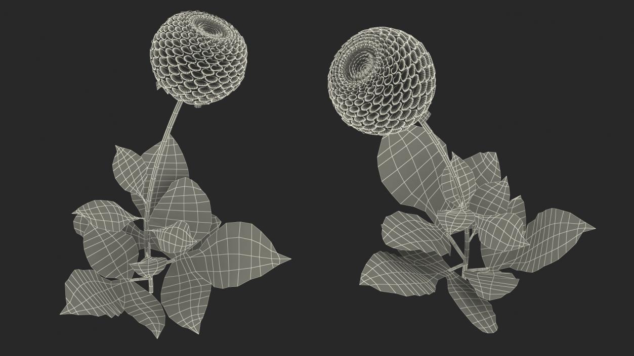 3D model Dahlia Franz Kafka Pompon