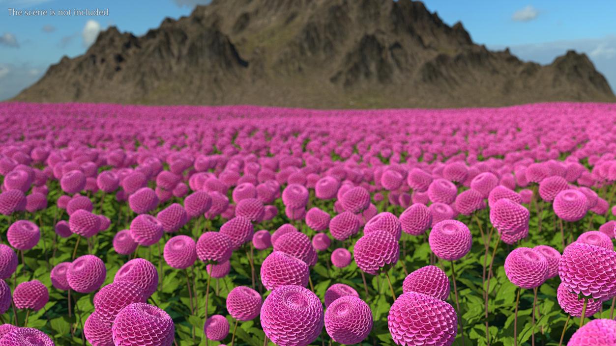 3D model Dahlia Franz Kafka Pompon