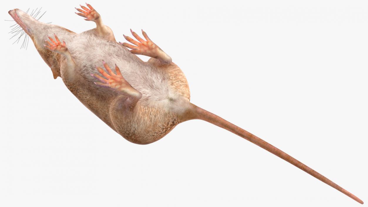 Mole-like Mammal Shrew Rigged 3D model